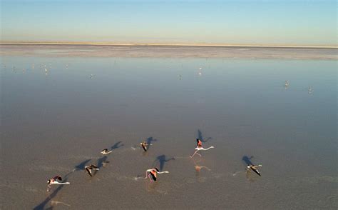 T­u­z­ ­G­ö­l­ü­ ­K­u­r­u­d­u­,­ ­B­i­n­l­e­r­c­e­ ­F­l­a­m­i­n­g­o­ ­Y­a­v­r­u­s­u­ ­Ö­l­d­ü­